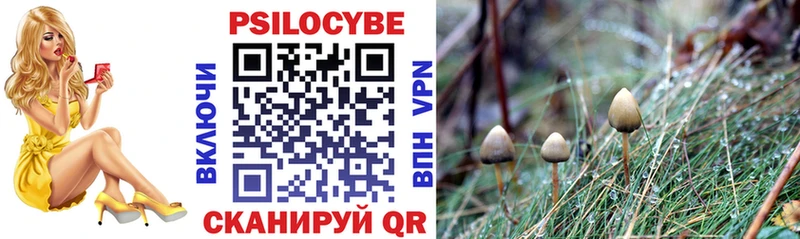 что такое   Пустошка  Псилоцибиновые грибы Psilocybe 